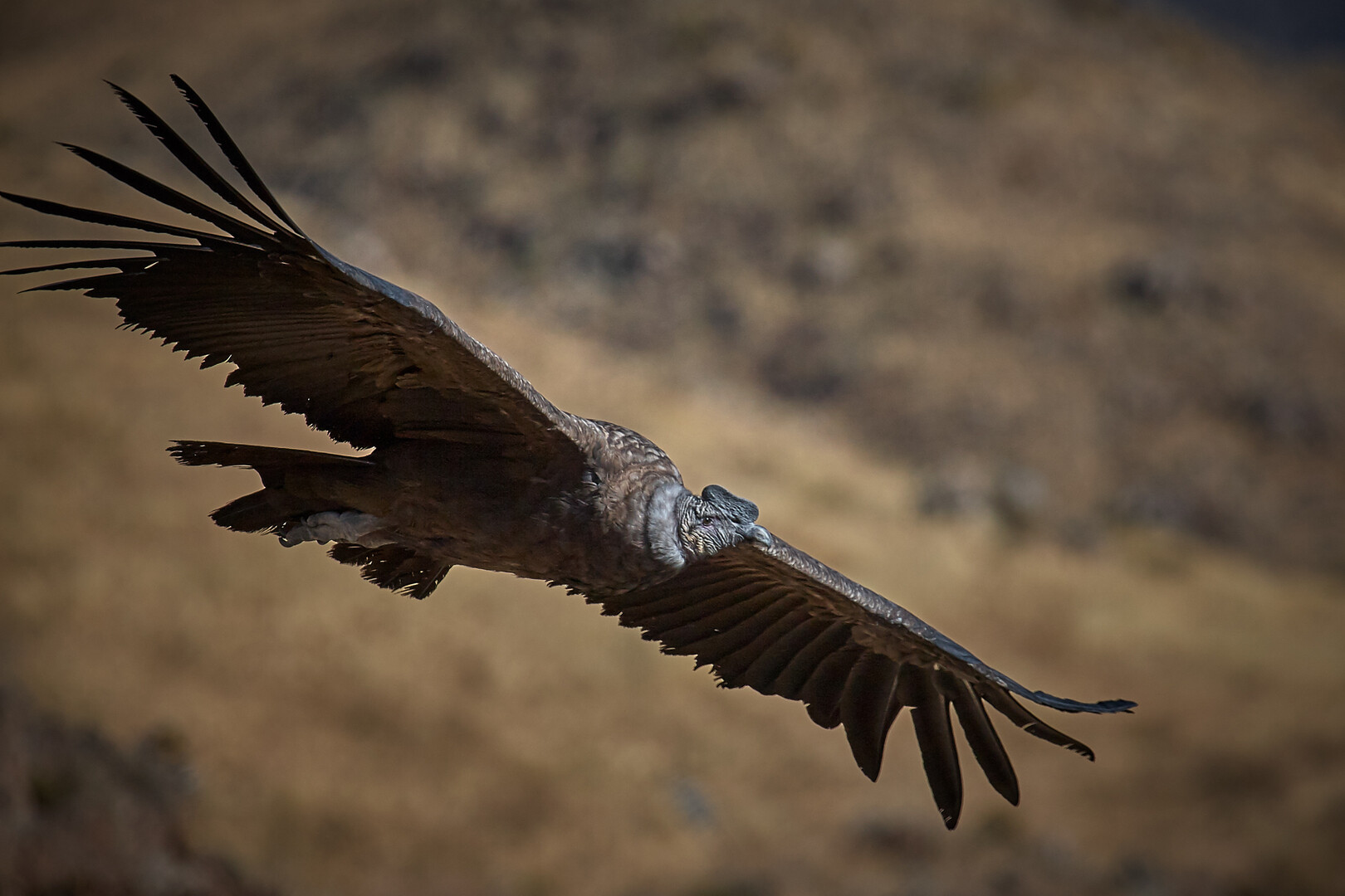 Andean Condor Over Aconcagua